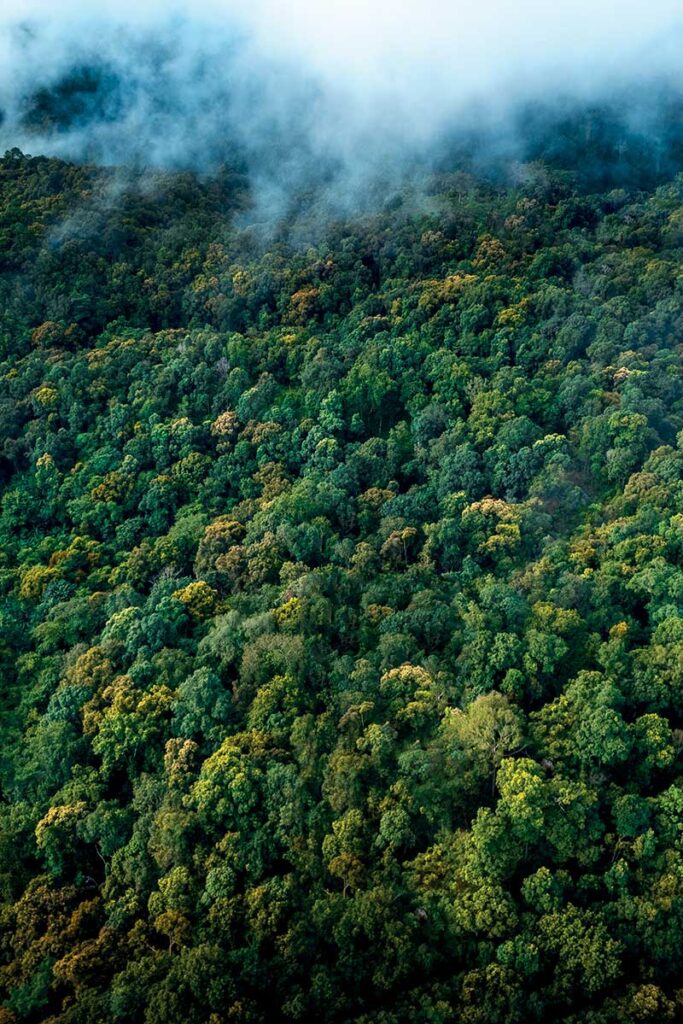 Un denso bosque verde visto desde arriba, con varias tonalidades de verde en las copas de los árboles y una capa de niebla o nubes blancas cubriendo parcialmente la parte superior de la imagen.