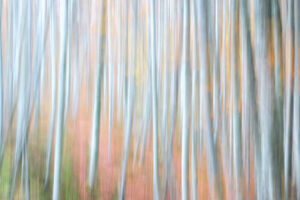 Immagine sfocata di alberi alti in una foresta, con linee verticali che suggeriscono il movimento. I colori tenui del grigio, del bianco e le sfumature di arancione e verde creano un effetto astratto e pittorico.