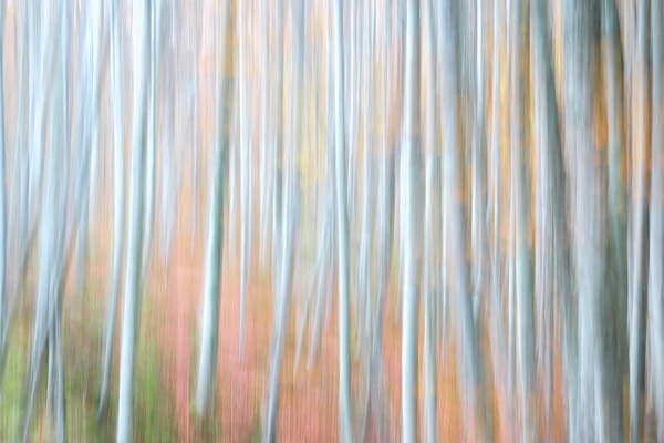Immagine sfocata di alberi alti in una foresta, con linee verticali che suggeriscono il movimento. I colori tenui del grigio, del bianco e le sfumature di arancione e verde creano un effetto astratto e pittorico.