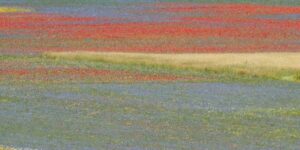 Un campo colorato con macchie di fiori ed erbe rosse, gialle, viola e verdi, che creano un disegno a strisce, simile a un mosaico, nel paesaggio.