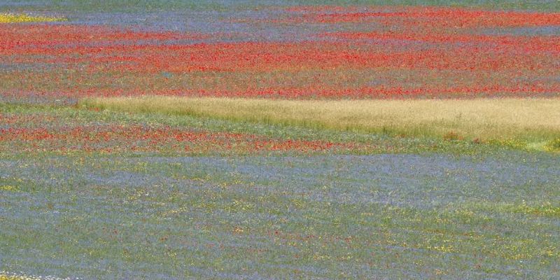 A colorful field with bands of red, yellow, blue, and green wildflowers in bloom, creating a striped pattern across the landscape.