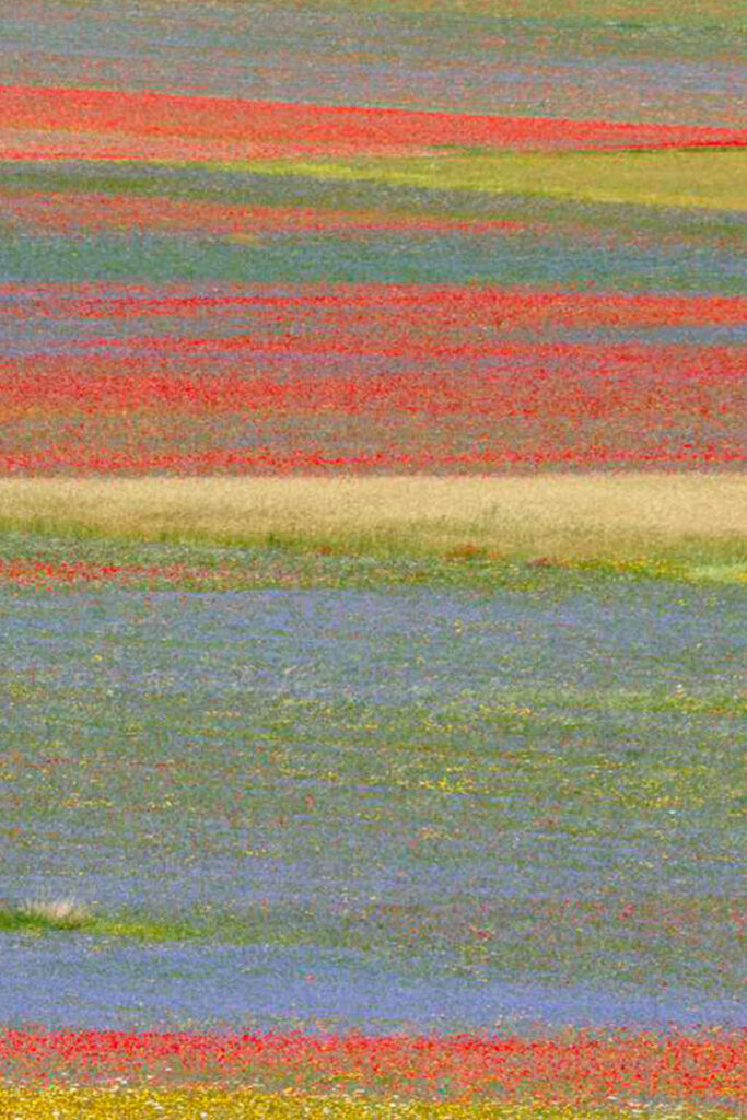 Campi fioriti multicolore in Italia, simbolo di biodiversità e armonia con la natura